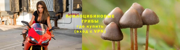 PSILOCYBIN Белокуриха